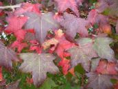 fotografija Vrtne Rastline Sweetgum, Rdeče Dlesni, Tekočina Oranžna, Liquidambar zelena