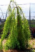 снимка Градински цветя Плешив Кипарис, Taxodium distichum светло-зелен