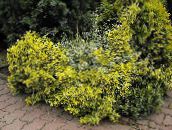 fotoğraf Bahçe Bitkileri Euonymus sarı