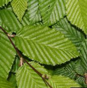 foto Dārza Augi Skābardis, Carpinus betulus zaļš