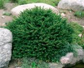 photo Garden Plants Birdsnest spruce, Norway Spruce, Picea abies green