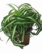 foto Topfpflanzen Spinne Pflanze, Chlorophytum gesprenkelt