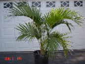 foto Krukväxter Lockigt Palm, Kentia Palm, Paradis Palm träd, Howea grön