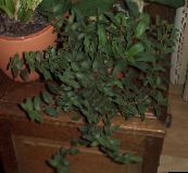 photo des plantes en pot Cyanotis vert
