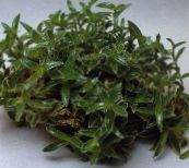 fénykép Szobanövények Cyanotis zöld
