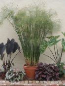 photo  Umbrella Plant, Cyperus light green