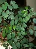 foto Plantas de interior Grape Ivy, Oak Leaf Ivy, Cissus verde escuro