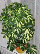 photo Indoor plants Umbrella Tree, Schefflera motley