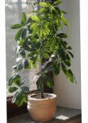 photo Indoor plants Umbrella Tree, Schefflera green