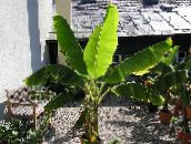 photo des plantes en pot Floraison Banane des arbres, Musa coccinea vert