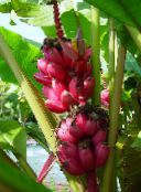 foto Telpaugi Ziedošs Banāns koks, Musa coccinea zaļš