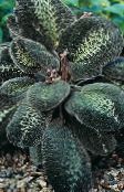 foto Plantas de interior Bertolonia, Jewel Plant variegado