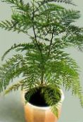 photo Indoor plants Grevillea tree green