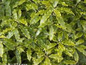 fénykép Szobanövények Japán Babér, Pittosporum Tobira cserje világos zöld