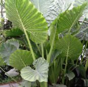 zöld Colocasia, Taro, Cocoyam, Dasheen Lágyszárú Növény