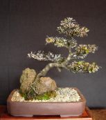 снимка Интериорни растения Corokia дървета златист