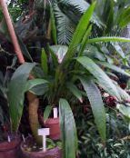 nuotrauka Vidinis augalai Curculigo, Palmių Žolė žalias