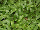 photo Indoor plants Variegated Basketgrass, Oplismenus green