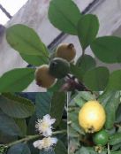foto Telpaugi Guava, Tropu Guava koks, Psidium guajava zaļš