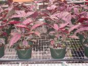 photo des plantes en pot Bouclier Persan, Strobilanthes dyerianus vineux