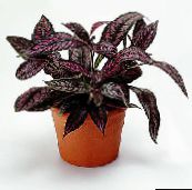 photo Indoor plants Persian Shield, Strobilanthes dyerianus motley