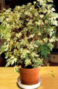 снимка Интериорни растения Пипер Лоза, Порцелан Бери лиана, Ampelopsis brevipedunculata на петна