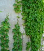foto Topfpflanzen Pfeffer Weinstock, Porzellan Berry liane, Ampelopsis brevipedunculata grün