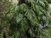 fotografija Sobne Rastline Skodle Rastlin liana, Rhaphidophora zelena