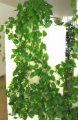 photo Indoor plants Epipremnum motley