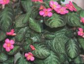 kuva Sisäkasvit Liekki Violetti, , Episcia tumman-vihreä