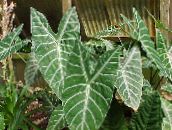 foto Sobne biljke Malanga, Yautia, Xanthosoma lakrdijašica