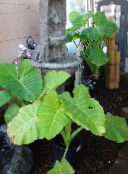 foto Topfpflanzen Malanga, Yautia, Xanthosoma hell-grün