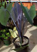 снимка Интериорни растения Маланга, Yautia, Xanthosoma тъмно-зелен
