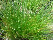 снимка Интериорни растения Фиброоптичен Трева, Isolepis cernua, Scirpus cernuus зелен