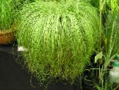 svetlo-zelená Carex Trávovitý