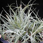 fénykép Szobanövények Carex, Sás ezüstös