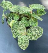снимка Интериорни растения Macodes на петна
