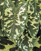 снимка Интериорни растения Слонове Ухото, Alocasia на петна