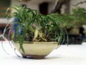 foto Plantas de interior Black Dragon, Lily-Turf, Snake's Beard, Ophiopogon verde