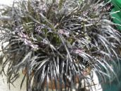 zilverachtig Zwarte Draak, Lelie-Turf, Baard Slang Kruidachtige Plant