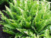 nuotrauka Vidinis augalai Phyllitis, Phyllitis scolopendrium žalias