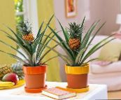 foto Plantas de interior Pineapple, Ananas verde