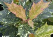 снимка Интериорни растения Чай Маслиново храсти, Osmanthus на петна