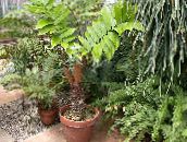 фото Домашні рослини Замія дерево, Zamia зелений