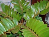 foto Le piante domestiche Florida Arrowroot gli alberi, Zamia verde