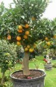 kuva Sisäkasvit Makea Appelsiini puut, Citrus sinensis vihreä
