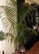 photo Indoor plants Mascarena tree green