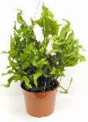 снимка Интериорни растения Сладка Папрат, Polypodium зелен