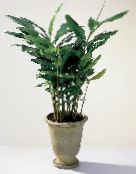 zelená Cardamomum, Elettaria Cardamomum Trávovitý
