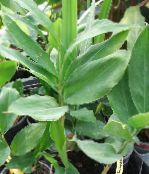 foto Krukväxter Cardamomum, Elettaria Cardamomum grön